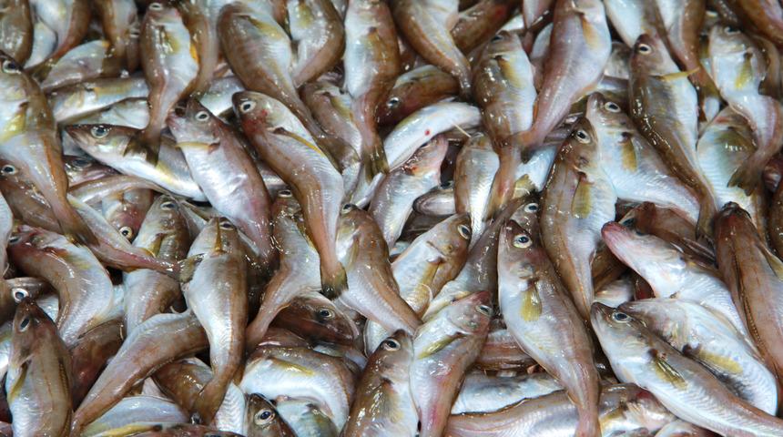 Mezgit balığının faydaları nelerdir? Mezgit balığı neye iyi gelir?