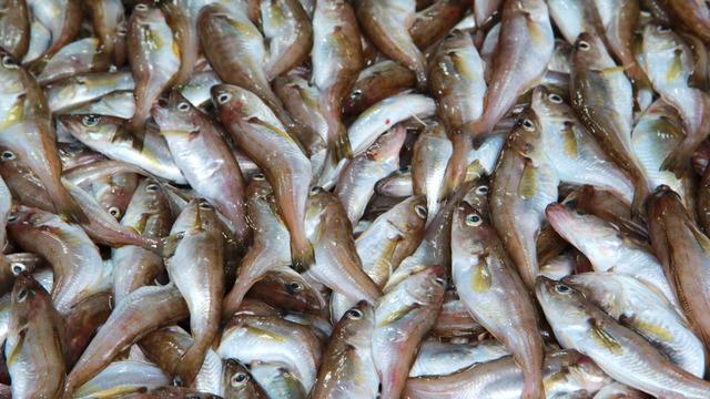 Mezgit balığının faydaları nelerdir? Mezgit balığı neye iyi gelir?