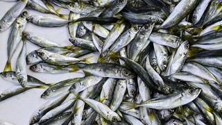 İstavrit balığının faydaları nelerdir? İstavrit balığı neye iyi gelir?