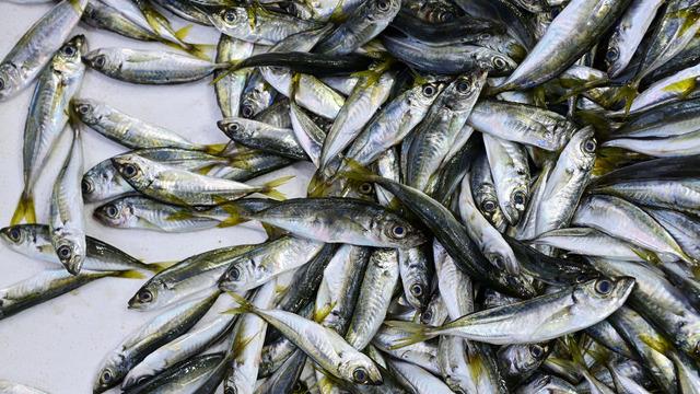 İstavrit balığının faydaları nelerdir? İstavrit balığı neye iyi gelir?