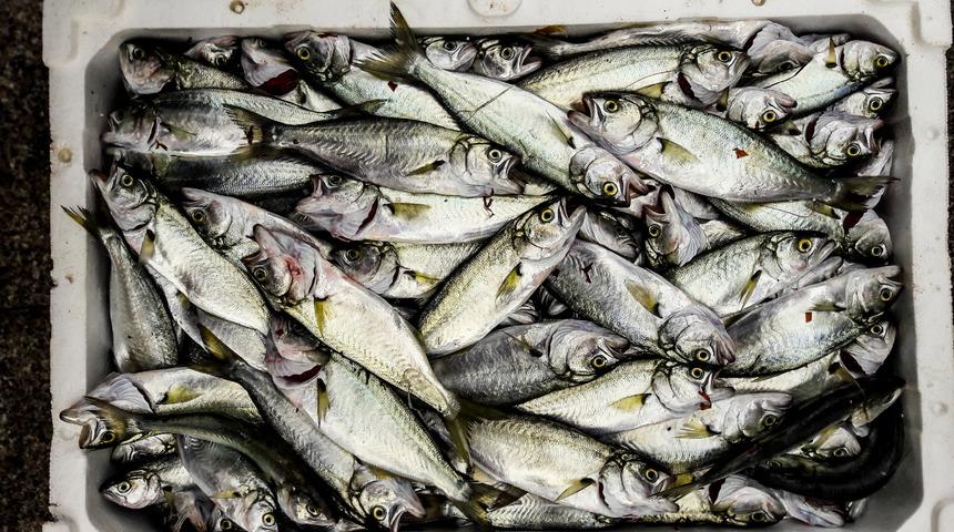 Çinekopun faydaları nelerdir? Çinekop balığı neye iyi gelir?