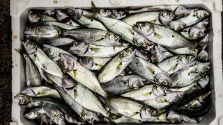 Çinekopun faydaları nelerdir? Çinekop balığı neye iyi gelir?