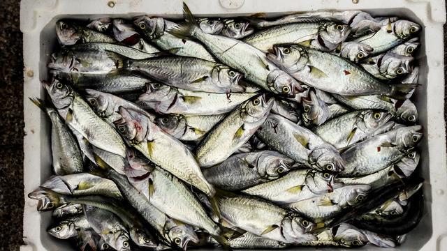 Çinekopun faydaları nelerdir? Çinekop balığı neye iyi gelir?