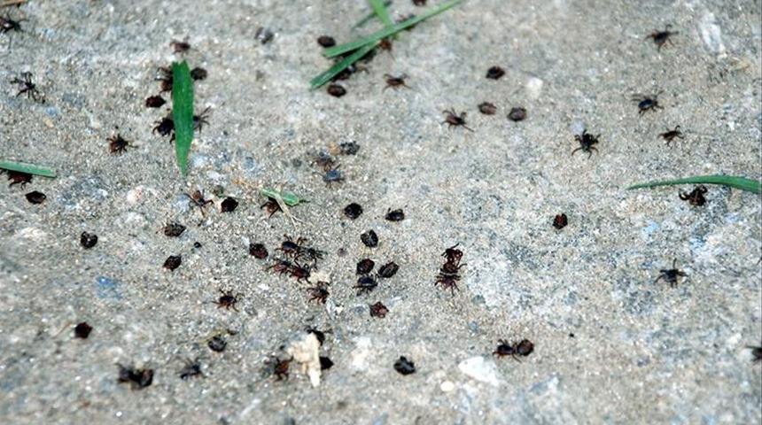 Bakanlık '2 hafta süreyle kendinizi takip edin' diyerek uyardı: Can kaybına yol açabiliyor