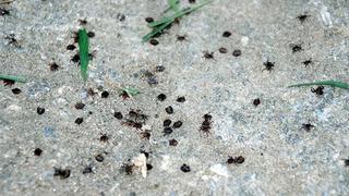 Bakanlık '2 hafta süreyle kendinizi takip edin' diyerek uyardı: Can kaybına yol açabiliyor