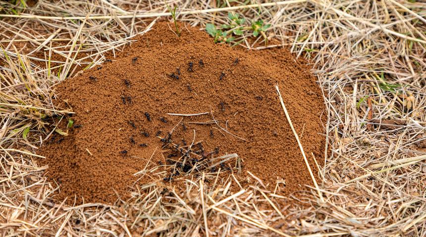 Karınca yuvalarının ağzı hangi yönü gösterir? Sebebi nedir?