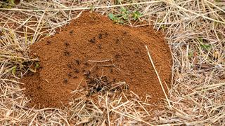 Karınca yuvalarının ağzı hangi yönü gösterir? Sebebi nedir?