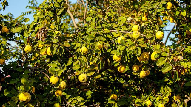 Ayva yaprağının faydaları nelerdir? Ayva yaprağı ne işe yarar, öksürüğü keser mi?