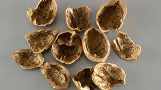 Ceviz kabuğunun faydaları nelerdir? Ceviz kabuğunu kaynatıp suyunu içmek ne işe yarar?