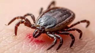 Sağlık Bakanlığı uyardı: 'Kırım Kongo Kanamalı Ateşi' teması uyarısı! Bayramda kene tehlikesi: Kurban keserken dikkat!