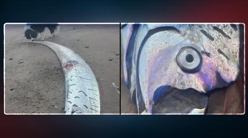 Takma adları: 'Depremin habercisi', 'Kıyamet habercisi' Kürek balığı okyanus plajına vurdu... "Böyle bir şeyi görmek son derece sıra dışı"