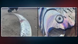 Takma adları: 'Depremin habercisi', 'Kıyamet habercisi' Kürek balığı okyanus plajına vurdu... Böyle bir şeyi görmek son derece sıra dışı