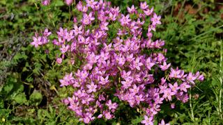 Kırmızı kantaron yağının faydaları nelerdir? Kırmızı kantaron yağı ne işe yarar? Kırmızı kantaron yağının saça faydaları