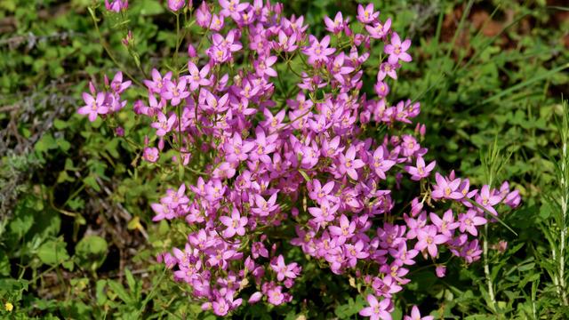 Kırmızı kantaron yağının faydaları nelerdir? Kırmızı kantaron yağı ne işe yarar? Kırmızı kantaron yağının saça faydaları