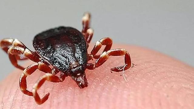 O ilçede ikinci kene vakası