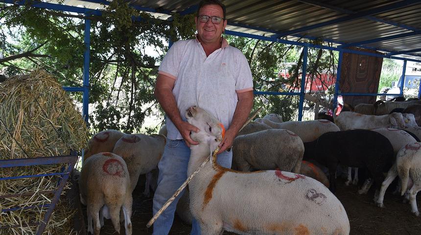 Balıkesir Sındırgı kurban pazarında arefe yoğunluğu 