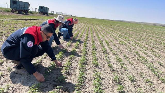 Kulu’da kenevir ekimi yapılan arazide inceleme