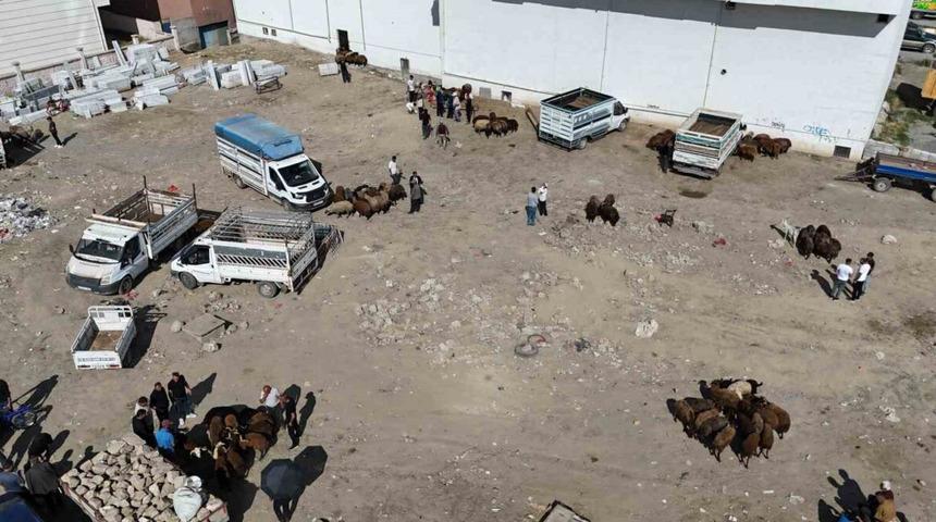 Iğdır’da bayrama 1 gün kala kurbanlık telaşı havadan görüntülendi