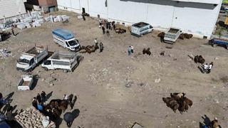 Iğdır’da bayrama 1 gün kala kurbanlık telaşı havadan görüntülendi