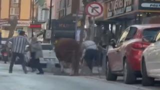 Ümraniye’de pazardan kaçan kurbanlık ortalığı dağıttı