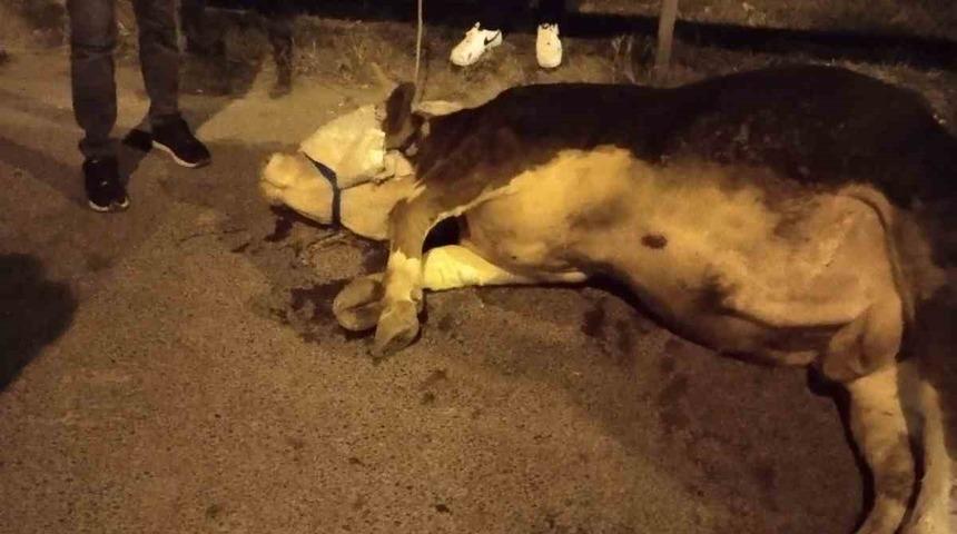 Ümraniye’de kamyonetten yola atlayan kurbanlık dananın ayağı kırıldı