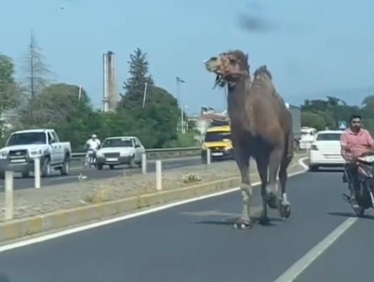 Yolda koşan deve sürücüleri zorladı!