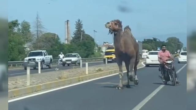 Aydın'da kara yoluna deve çıktı: Sürücülere zor anlar yaşattı!