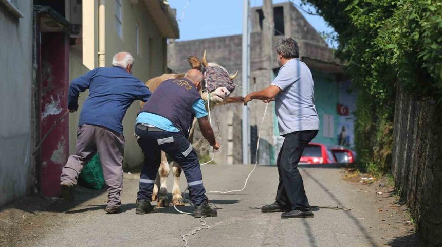 Rize’de kaçan kurbanlık sahiplerini peşinden koşturdu
