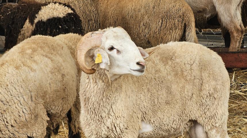 Kurbanın eti, derisi ve organları satılabilir mi? Diyanet'e göre kurbanın eti, derisi ve bağırsakları gibi kısımlarının satılması caiz mi?