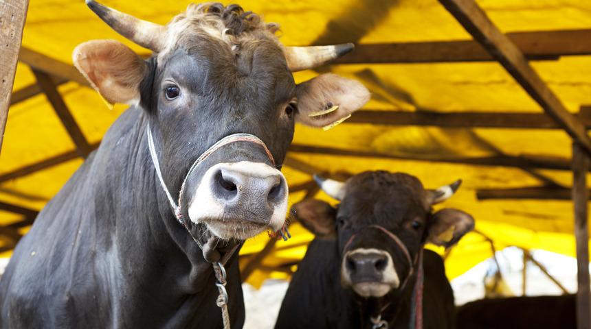 Kurban kesmek yerine sadaka verilir mi? Diyanet'e göre sadaka vermekle kurban ibadeti yerine getirilmiş olur mu?