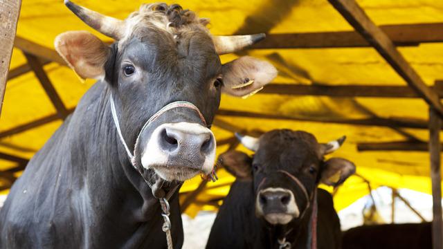 Kurban kesmek yerine sadaka verilir mi? Diyanet'e göre sadaka vermekle kurban ibadeti yerine getirilmiş olur mu?