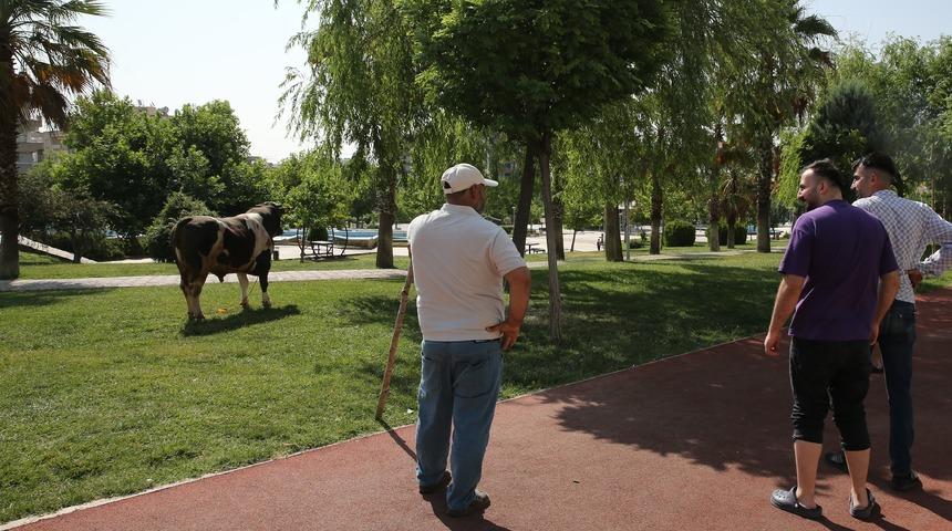 Şanlıurfa'da kaçan kurbanlık boğa parkta yakalandı