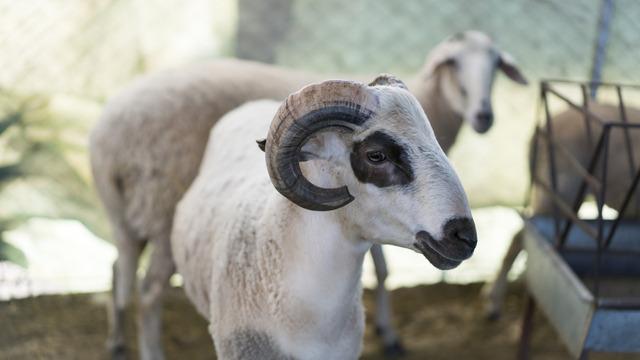 Kurban derisi ne yapılır, çöpe atılır mı, camiye verilir mi? Diyanet'e göre kurban derisi nasıl değerlendirilir?