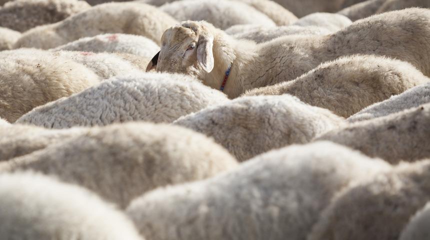 Kurbanda dişi mi kesilir erkek mi? Diyanet'e göre dişi ya da erkek hayvandan hangisinin kurban edilmesi daha faziletlidir?