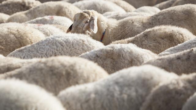 Hayvanın yenilmeyecek yerleri neresi? Diyanet'e göre bir hayvanın yenilmeyecek yerleri nerelerdir, ne yapılmaları gerekir?