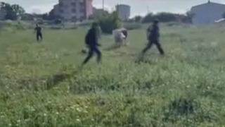 Arnavutköy'de kurbanlığı kaçırdılar, boş arazide peşinde koştular