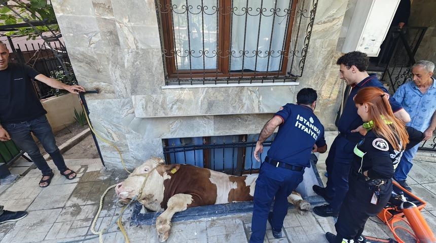 Bahçelievler'de boşluğa düşen kurbanlık boğayı kurtarma operasyonu