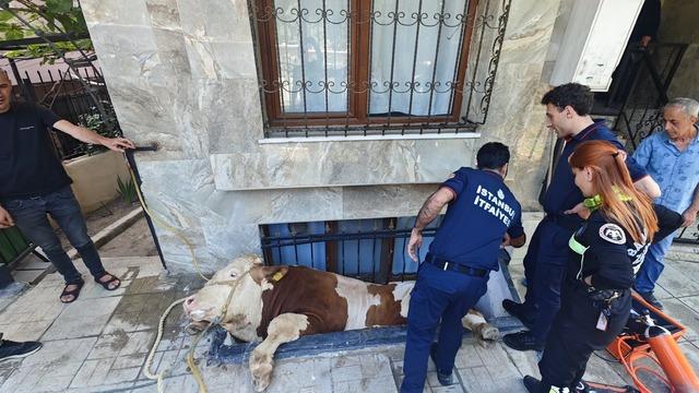Bahçelievler'de boşluğa düşen kurbanlık boğayı kurtarma operasyonu