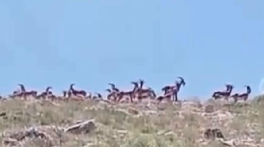 Nesli tükenmesi tehlikesi altında! Sürü halindeki yaban keçileri görüntülendi