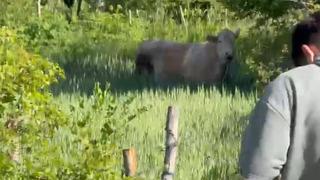 Bolu'da kurbanlık dana tarlaya kaçtı, köylüler seferber oldu