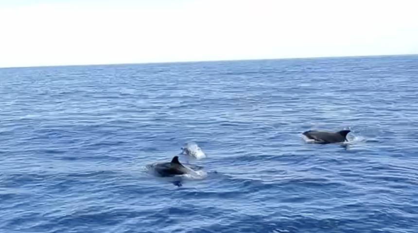 Alanya'da yunuslar tekneye eşlik etti, turistler izledi