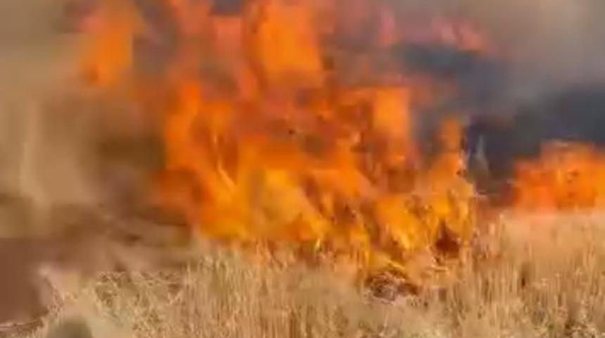 Şanlıurfa'da buğday tarlası küle döndü