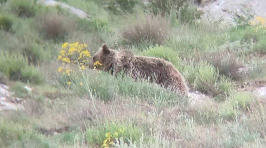 'Canım' diye seslendiği ayıyı kayıt altına aldı, o anlar tebessüm ettirdi