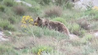 'Canım' diye seslendiği ayıyı kayıt altına aldı, o anlar tebessüm ettirdi