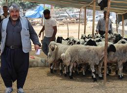 Bayramın ikinci günü kurban pazarında indirim rüzgarı!