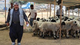 Bayramın ikinci günü kurban pazarında indirim rüzgarı!