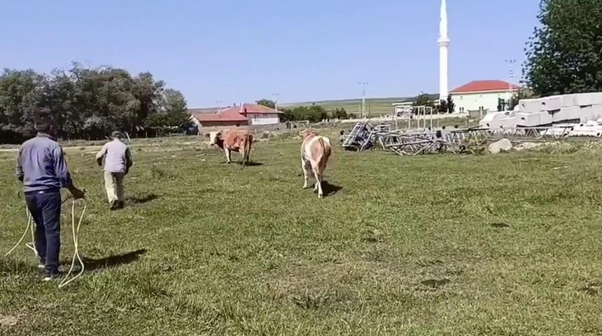 Kurbanlığın, sahibini terlettiği anlar cep telefonuyla anbean kaydedildi