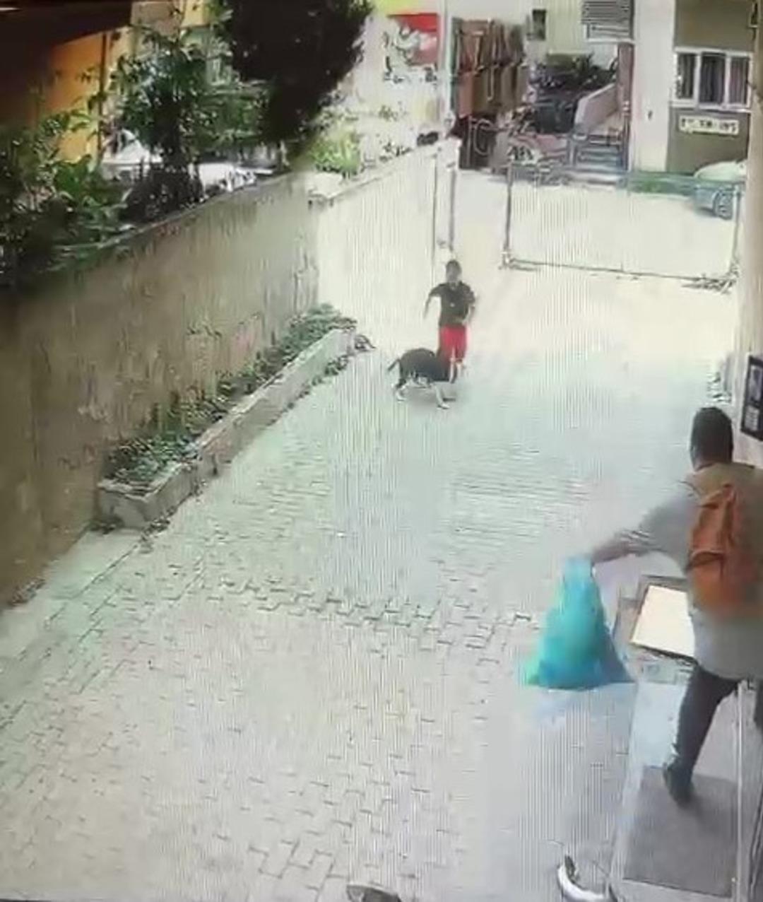 Yine pitbull dehşeti! Sokakta oynayan küçük çocuğu çevredekiler kurtardı, o anlar kameraya yansıdı 1