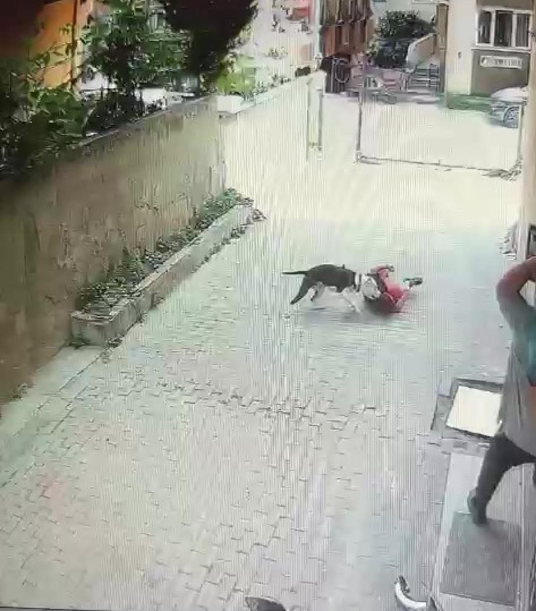 Yine pitbull dehşeti! Sokakta oynayan küçük çocuğu çevredekiler kurtardı, o anlar kameraya yansıdı 4