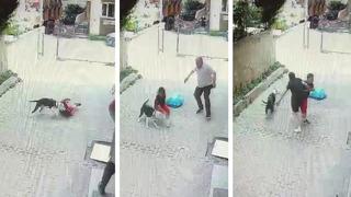 Yine pitbull dehşeti! Sokakta oynayan küçük çocuğu çevredekiler kurtardı, o anlar kameraya yansıdı